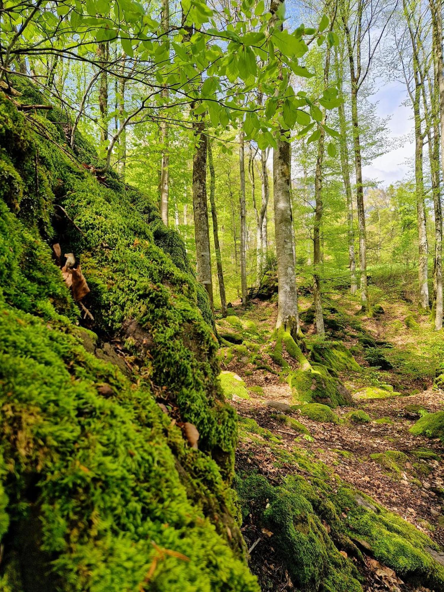 Diese Einfache Unterkunft- Bergheimat Ist Nur Fuer Backpacker- Rucksacktouristen Und Radfahrer - Huettenfeeling Im Backpackerhoues- Ganz Einfach - Ganz Unkompliziert - Ganz Relaxd Linthal Exterior foto